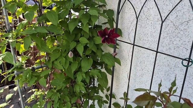 🏡Сад и поющие птицы для релаксации🐦04.05.25