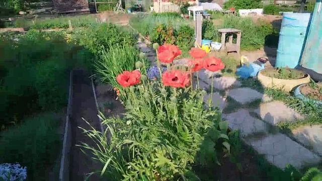 Пеку блины с творогом и на дачу.
