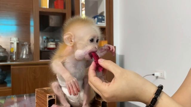 Обезьянка крошка БУКАШКА пищит просит маму кушать стонет Ест драконий фрукт Испачкалась милаха