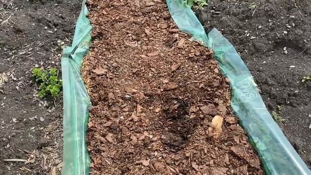 Органическая смородина год спустя после посадки с оши