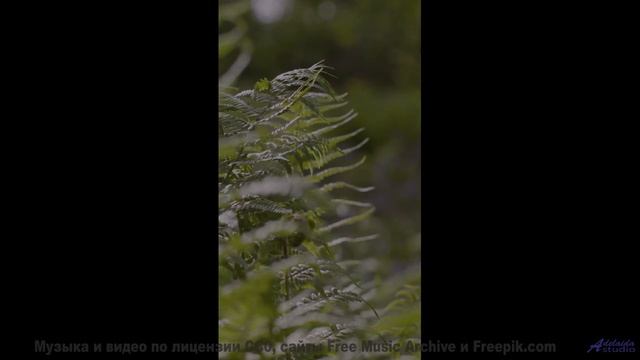 Эта музыка заставит вашу кошку говорить - попробуйте! - Fine Day Dub -- Ketsa -- Abundance