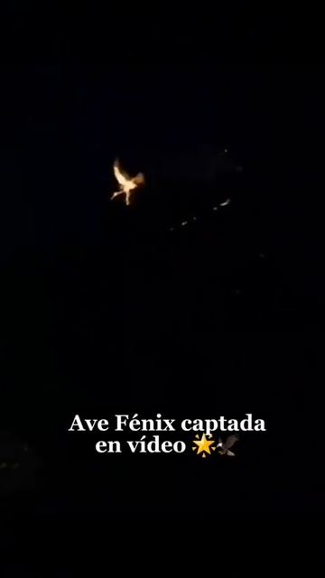 Что за феникса удалось заснять в Мексике прошлой ночью?