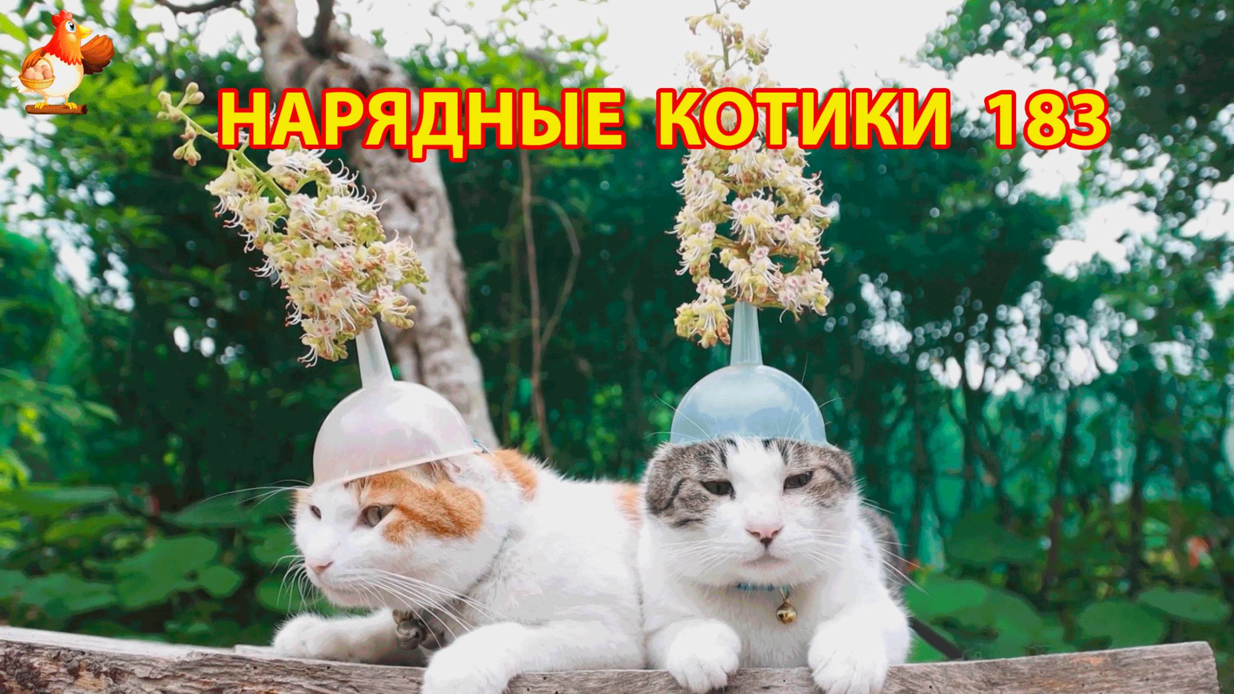 Нарядные Котики расслабляются на солнышке 🌞 🐈🐈🐈 (183)