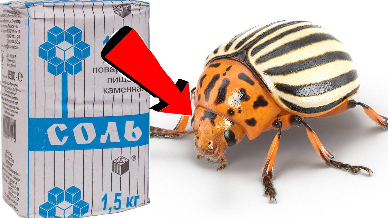 Как избавиться от колорадского жука на картошке За 3 Секунды!!!!!.!!!.!!!!!