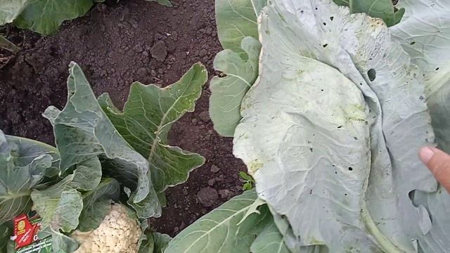 Первый Кочан ЦВЕТНОЙ КАПУСТЫ  сорта БЕЛОЕ ОБЛАКО!!!  Ха?