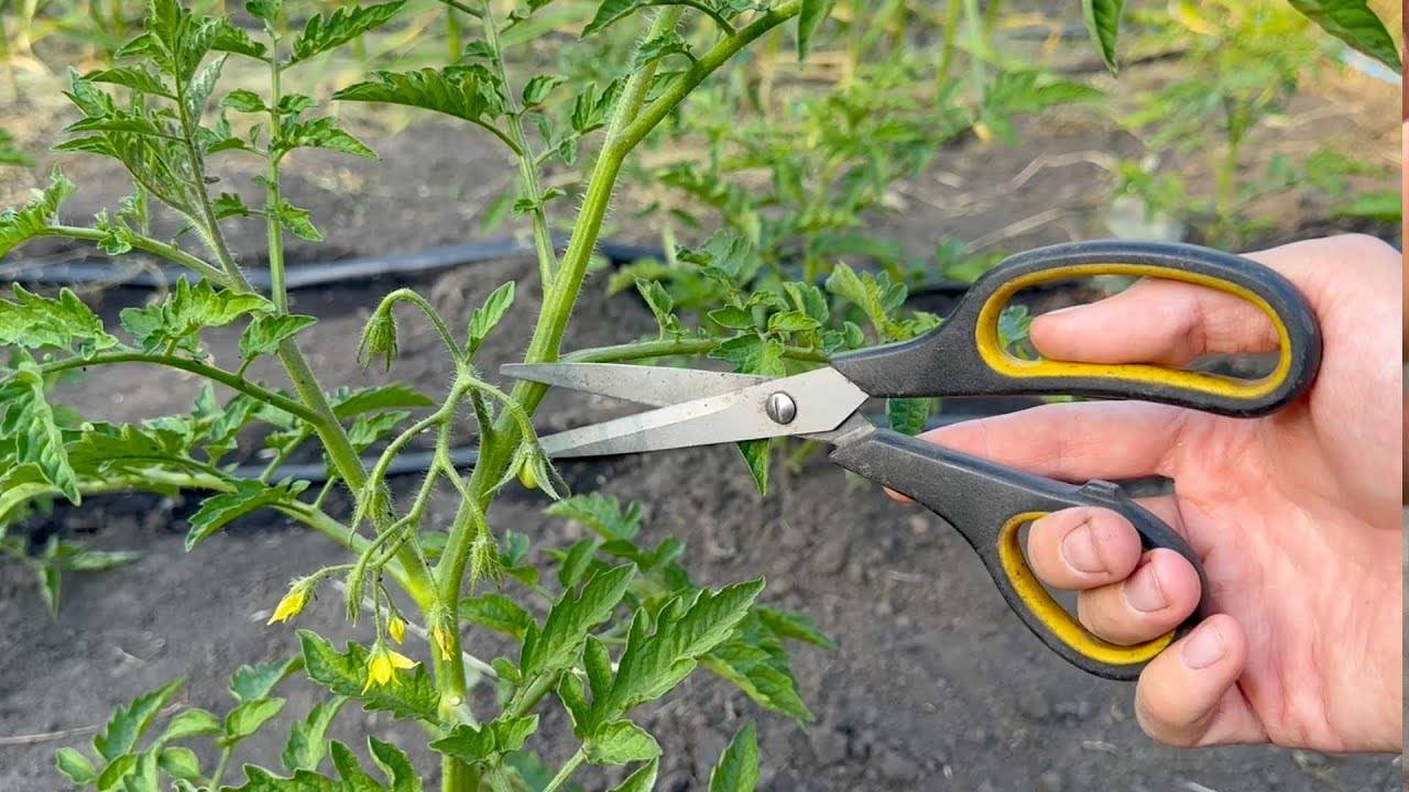 Секрет густых томатов как формирование куста приводит к обильному урожаю!