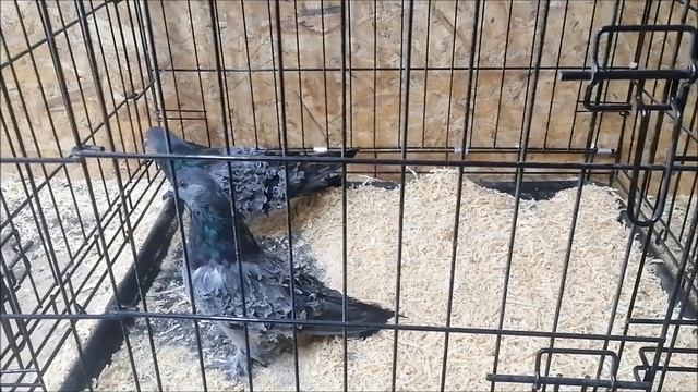 Приобрёл кучерявых голубей на выставке в городе Воронеж