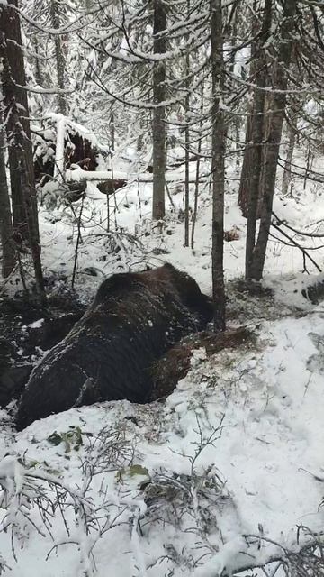 Добыча медведя
