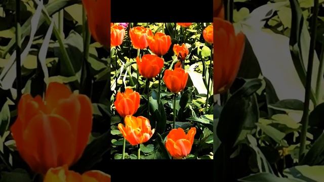 Елагин остров, цветущие тюльпаны.
