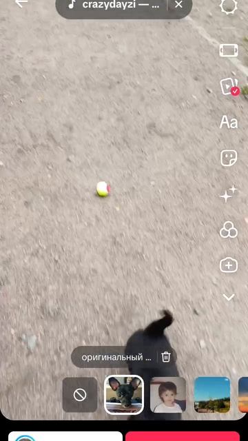 лабрадор