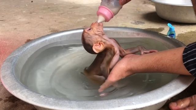 Обезьянку МАСЕНЬКУЮ Комочек нашли одну Дома отмыли Прямо в воде напоили МОЛОКОМ. ИЗ СОСКИ Успокоилас