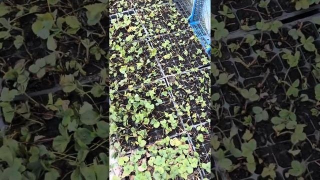 Чистим рассаду клубники