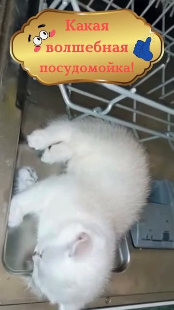 Какая волшебная посудомойка!
