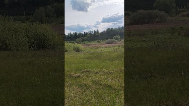 Цвергпинчер Чабби в Артёмовских лугах