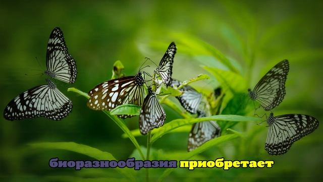 Ученые опасаются сокращения популяции бабочек в Америке