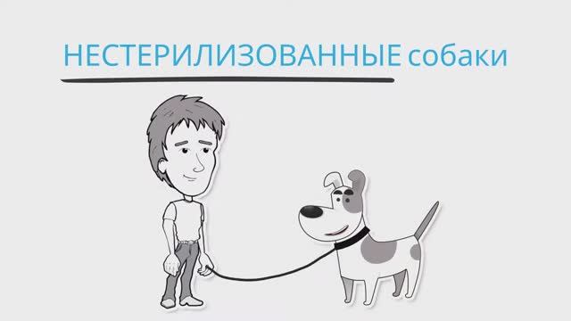 Зачем нужно стерилизовать собаку