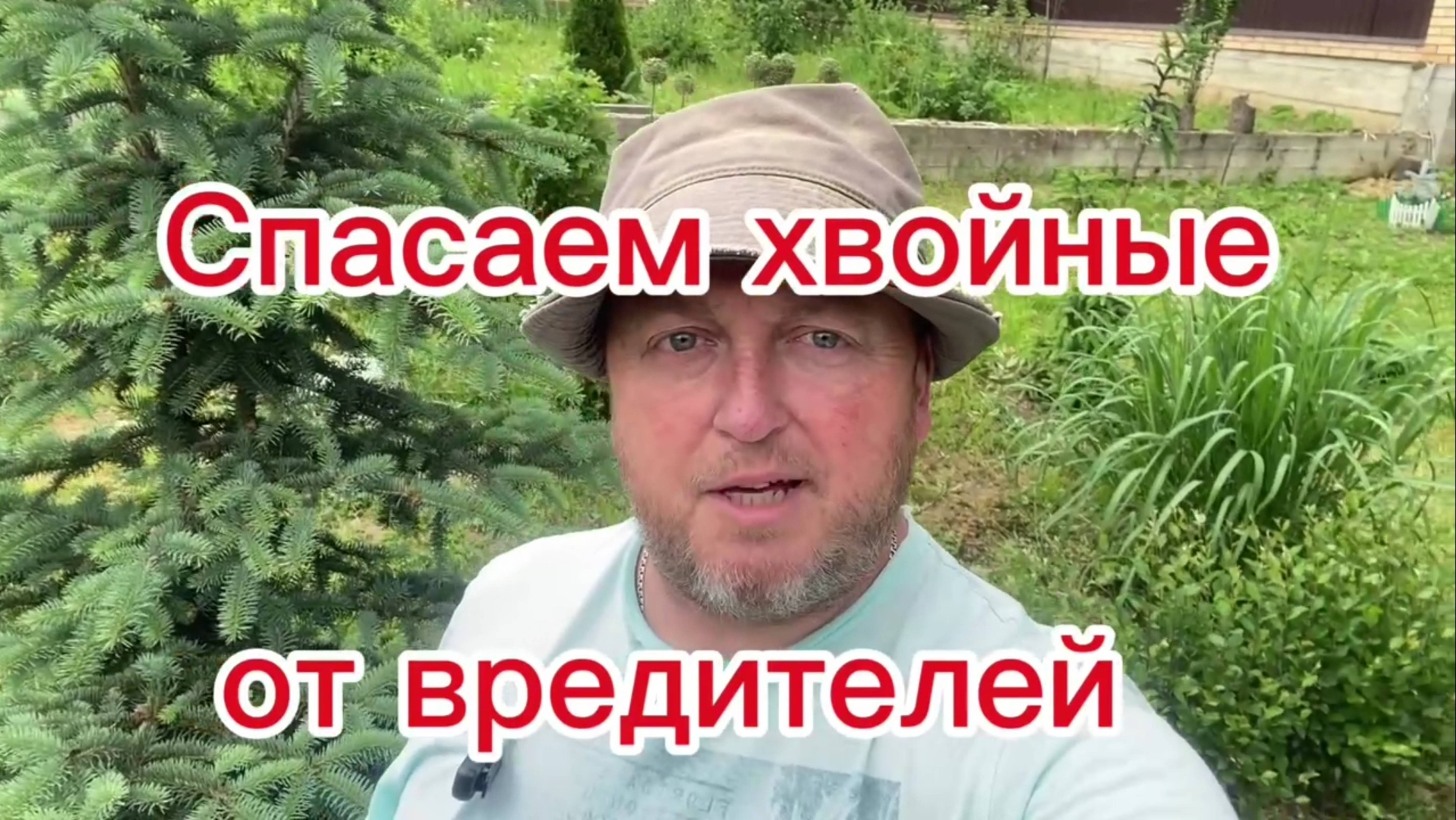 Спасаем хвойные растения от вредителей!