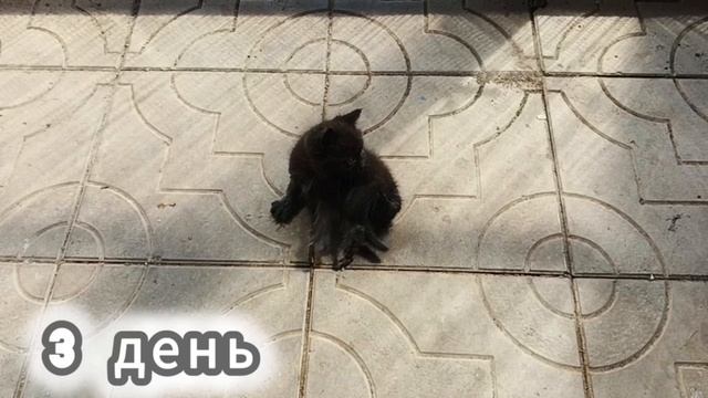 Чип охранник. Котёнок 3 день