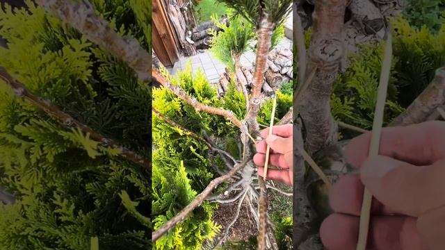 Распорка Ветвей  деревца проще не бывае￼т