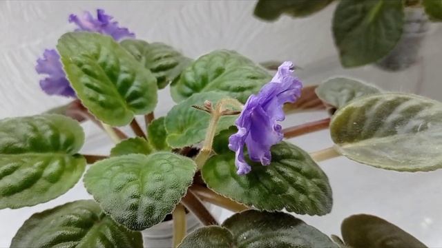 Такі тендітні, але живучі фіалки!