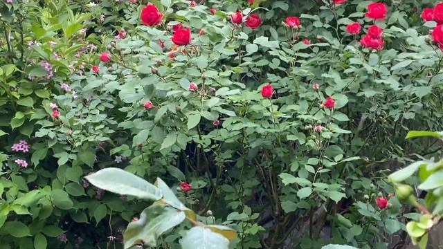 #2024 #сад #розы #россия #жизньнаморе #домнаморе #rose #flowers #g