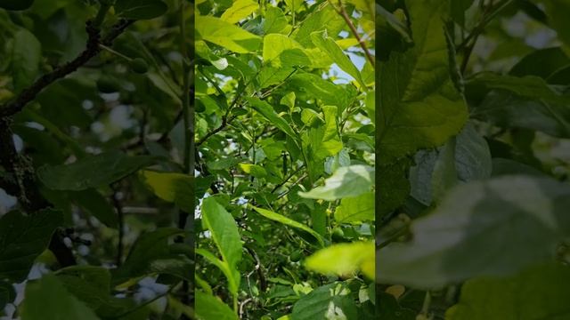 Продается жилой дом и земельный участок в д. Алопово, ул. Старое Алопово.
