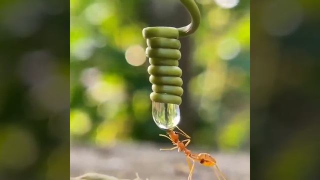 🐜 Когда муравей пьёт, вода скапливается в его желудке, который находится в задней части его тела.