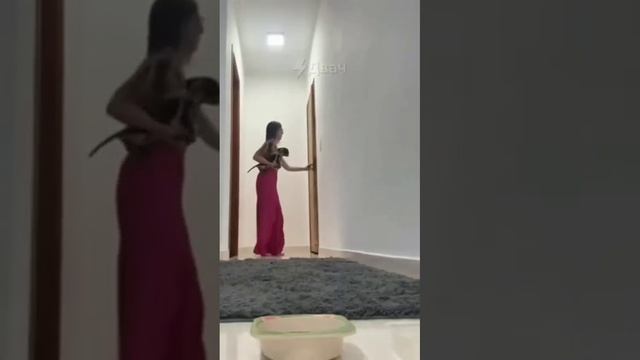 КАК СОБАКИ СПАСАЮТ ХОЗЯЕВ