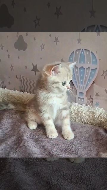 Кошечка золотая голубо-мраморная.