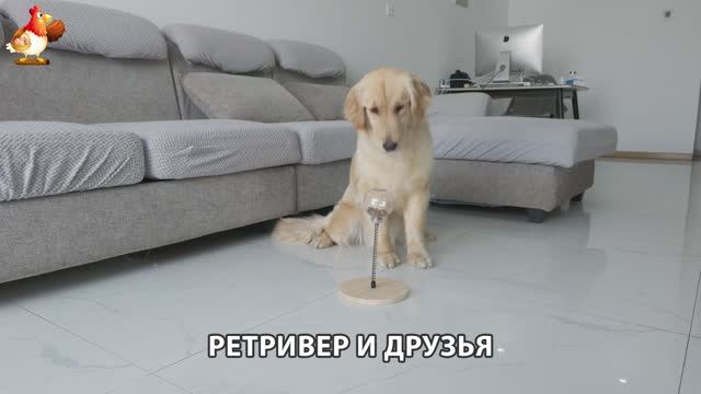 Золотистый ретривер и его друзья милые питомцы 🐕 выпуск (92)