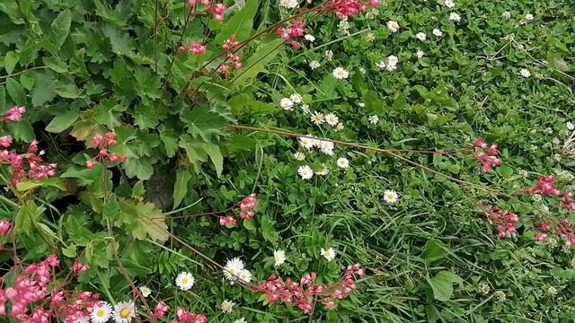 Распустились Пионы 🌸