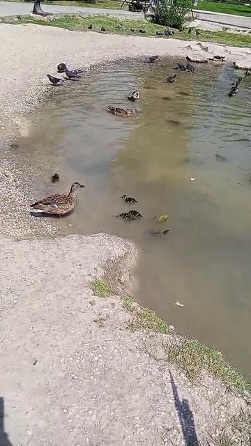 утята в крыму