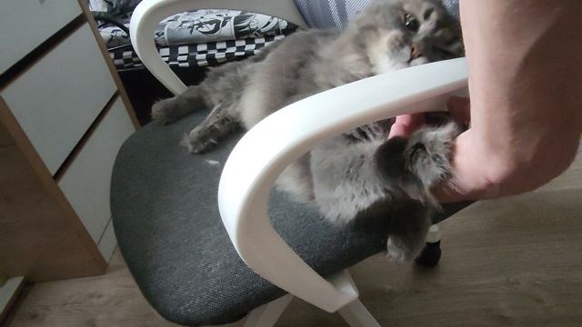 Шарик
