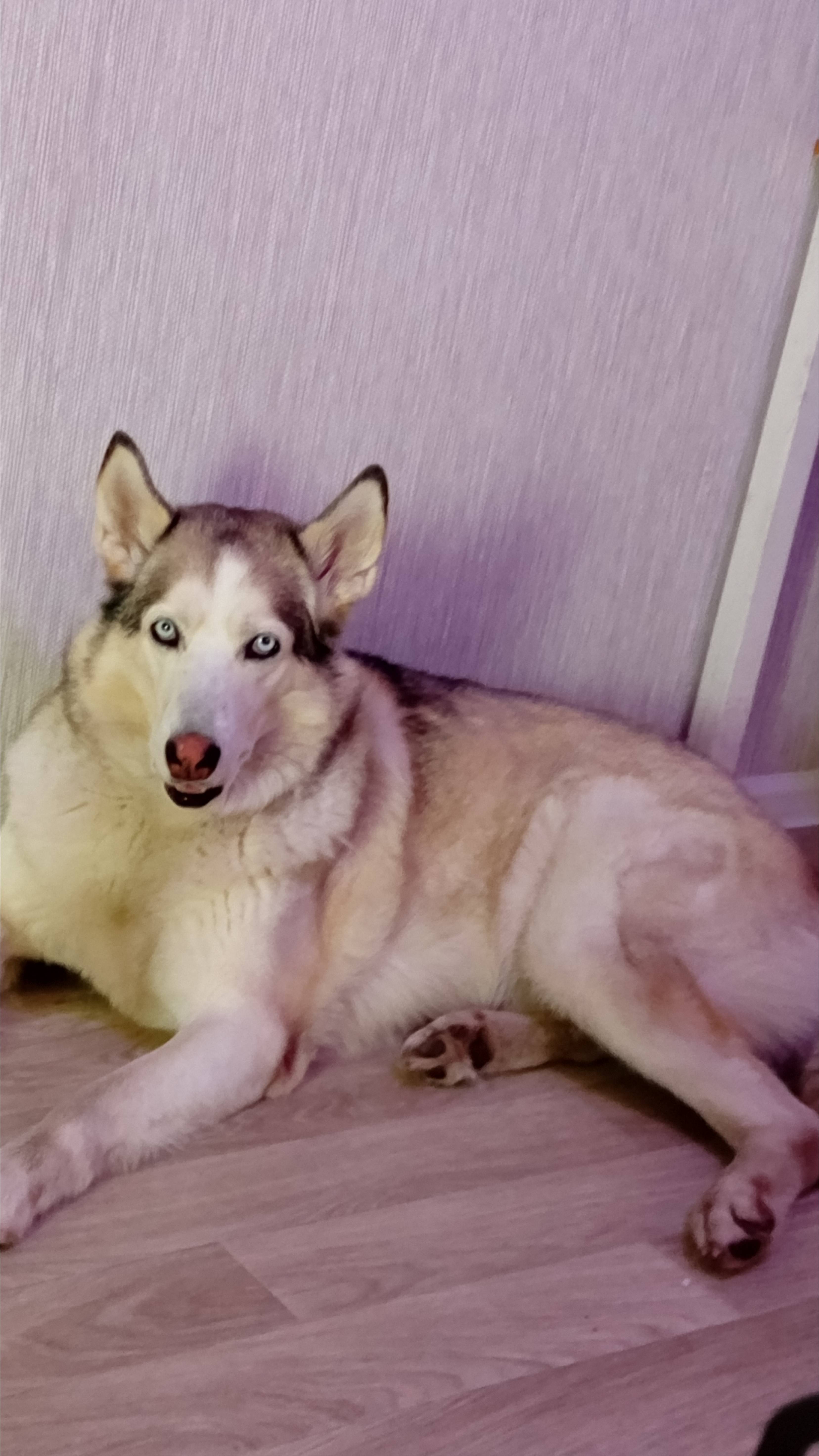 #пёс #собака #хаски #вандалы #домашниеживотные #дом #грязь