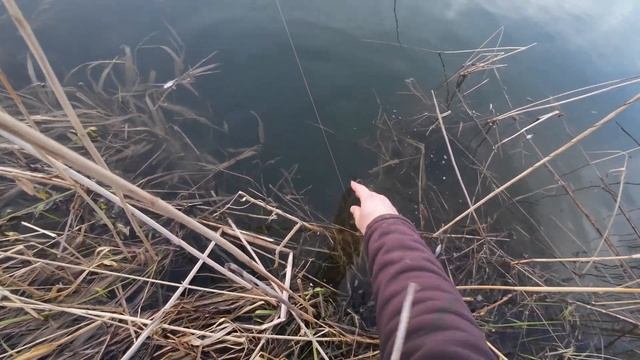Эта щука удивила! Рыбалка на мормышинг и поплавок. Кал?