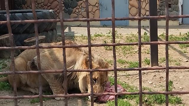 Возле Шерхана строится новый вольер для кошек.Часть 2 Минск 4 июня