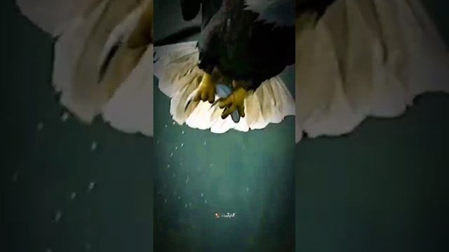 1000533639.mp4 полет Орла Дивное зрелище!!