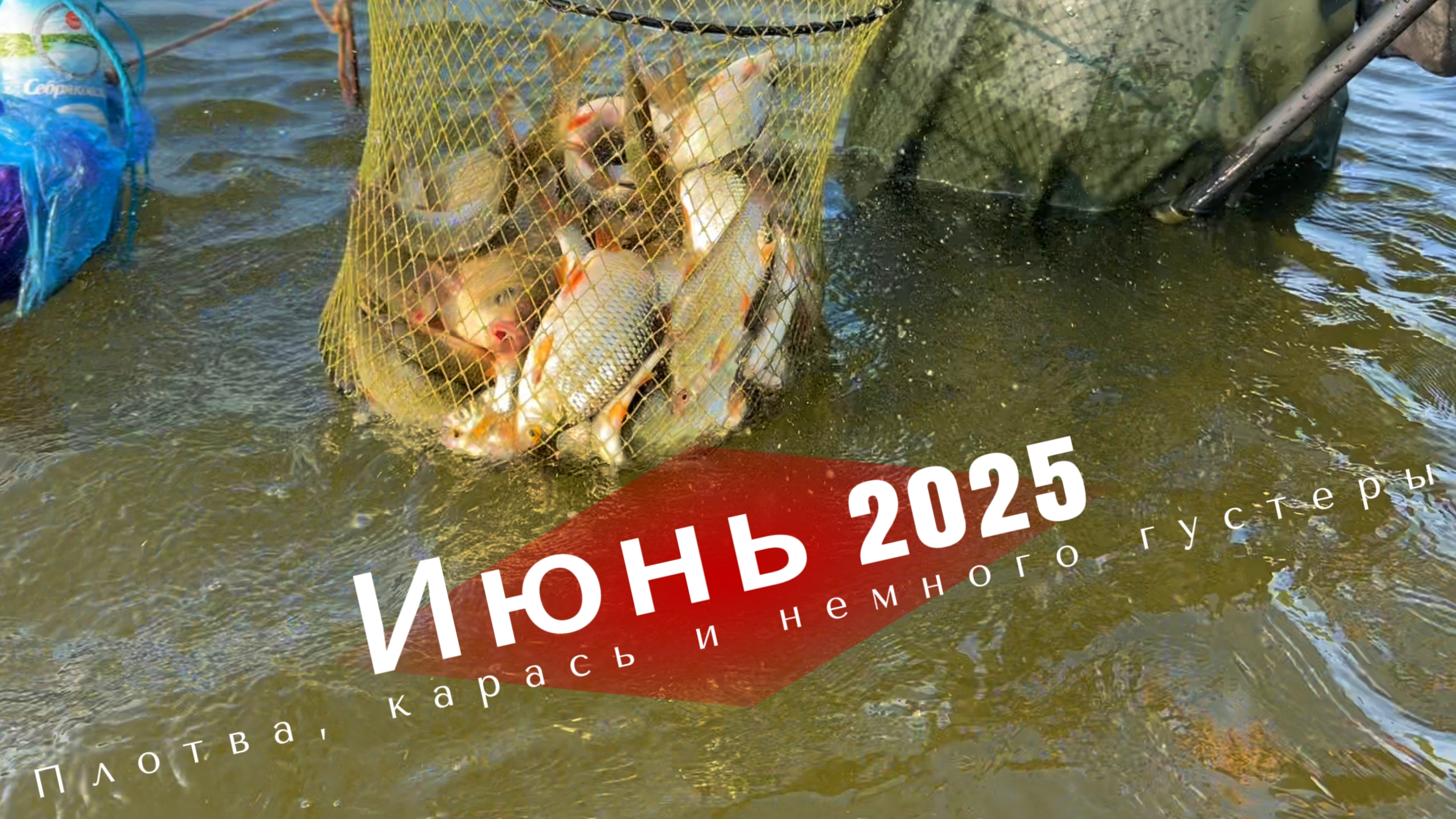 Июнь 2025. Рыбалка на удочку. Плотва, карась и немного густеры.