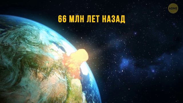 Почему пчёлы жертвуют собой? И ещё 10 невероятных фактов о природе
