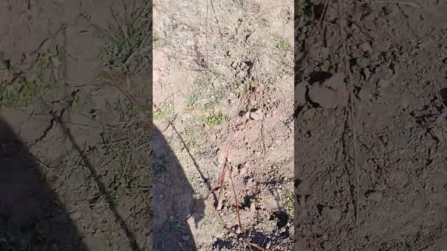 Підрізка молодих саджанців персика