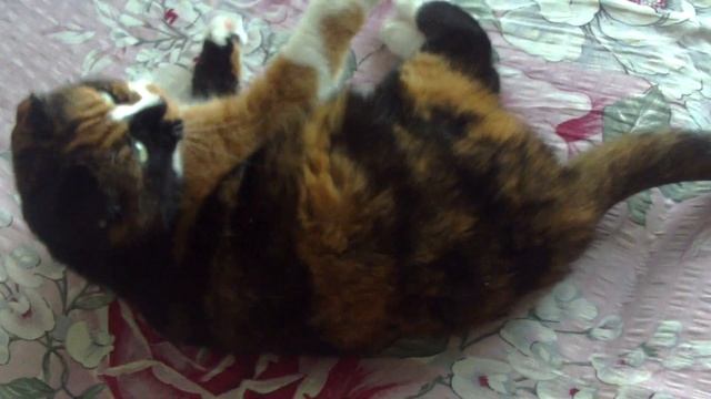 the cat is playing #sorts