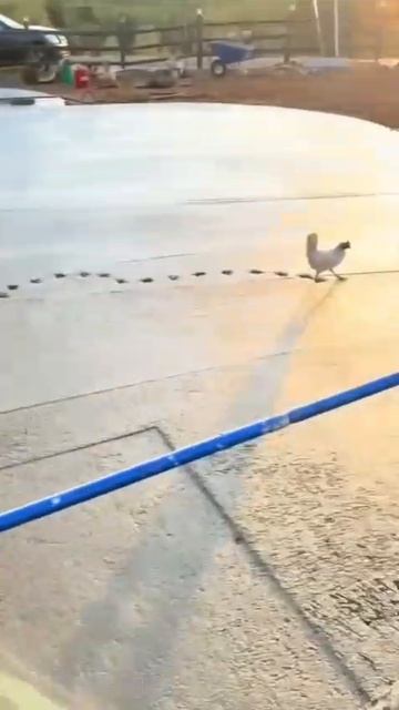 Курица по бетону