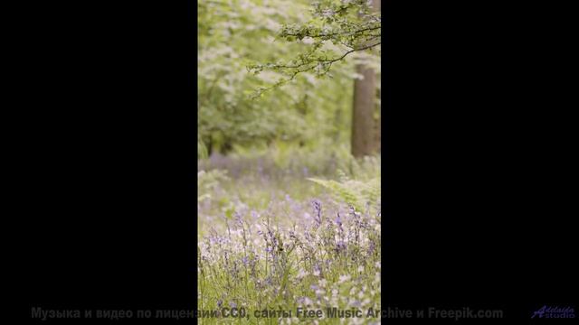 Погружение в природу становится полным благодаря мелодии - Lasting Memories -- Scott Holmes Music --