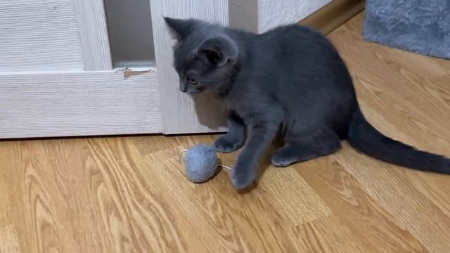 Надоел этот робот, пошёл играть в свой любимый клубочек