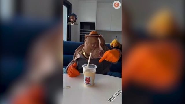 Забавные животные 14