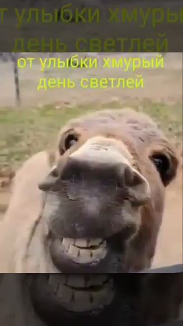 улыбнись!