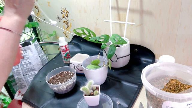 Кактусы вариегатные Посев и Цветение 13.06.2025