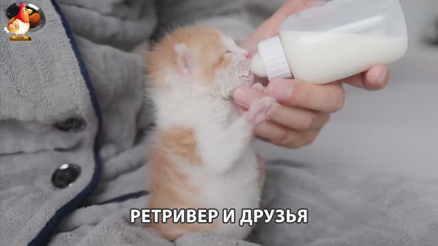 Золотистый ретривер и его друзья милые питомцы 🐕 выпуск (91)