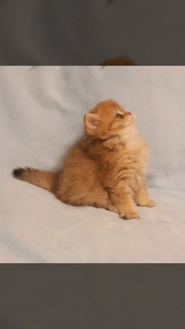 Video.Guru_20250612_065923822_001