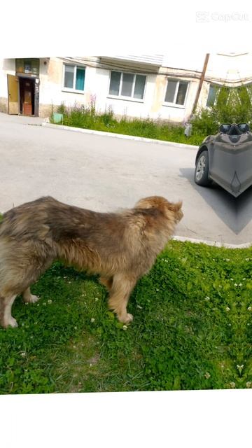 бандитка